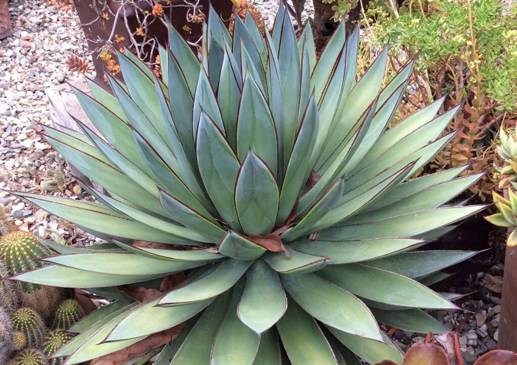 Blue Glow agave