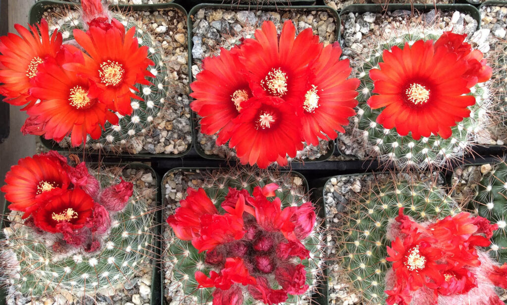 Blooming cacti